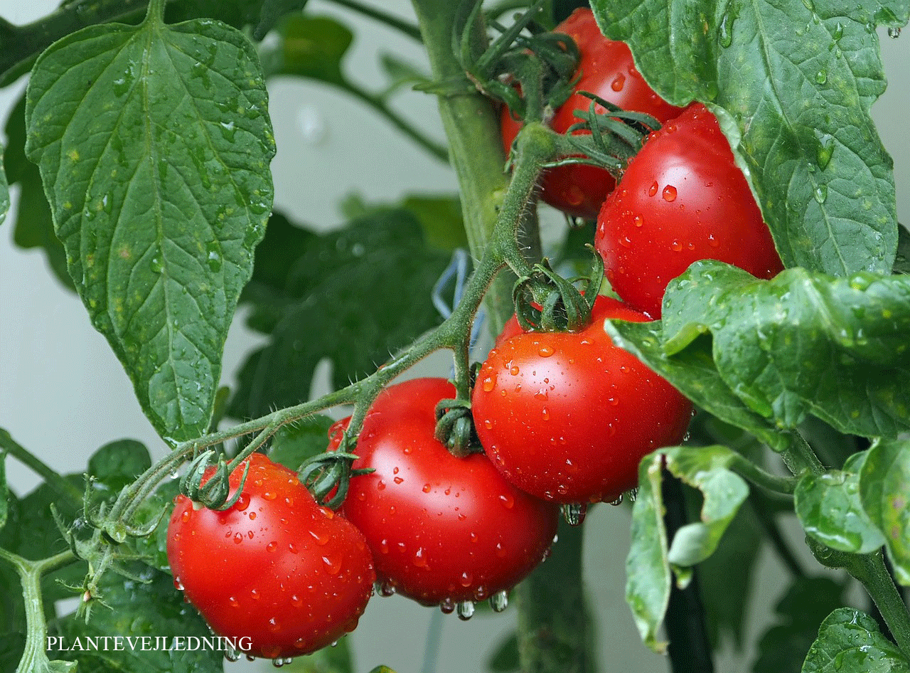 Balanceret vaekst i tomatplanter giver flere tomater Balanceret vækst i tomatplanter giver flere tomater