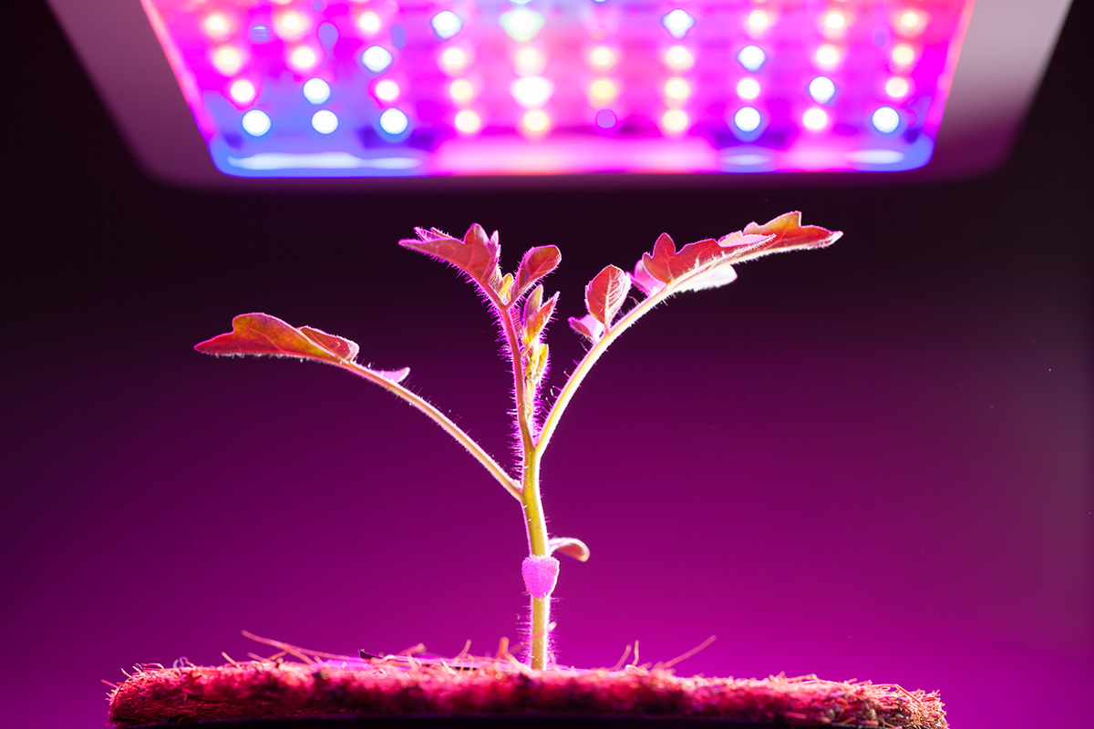 Grow Lights For Indoor Plants Gardening Hvornår skal vækstlyset tændes