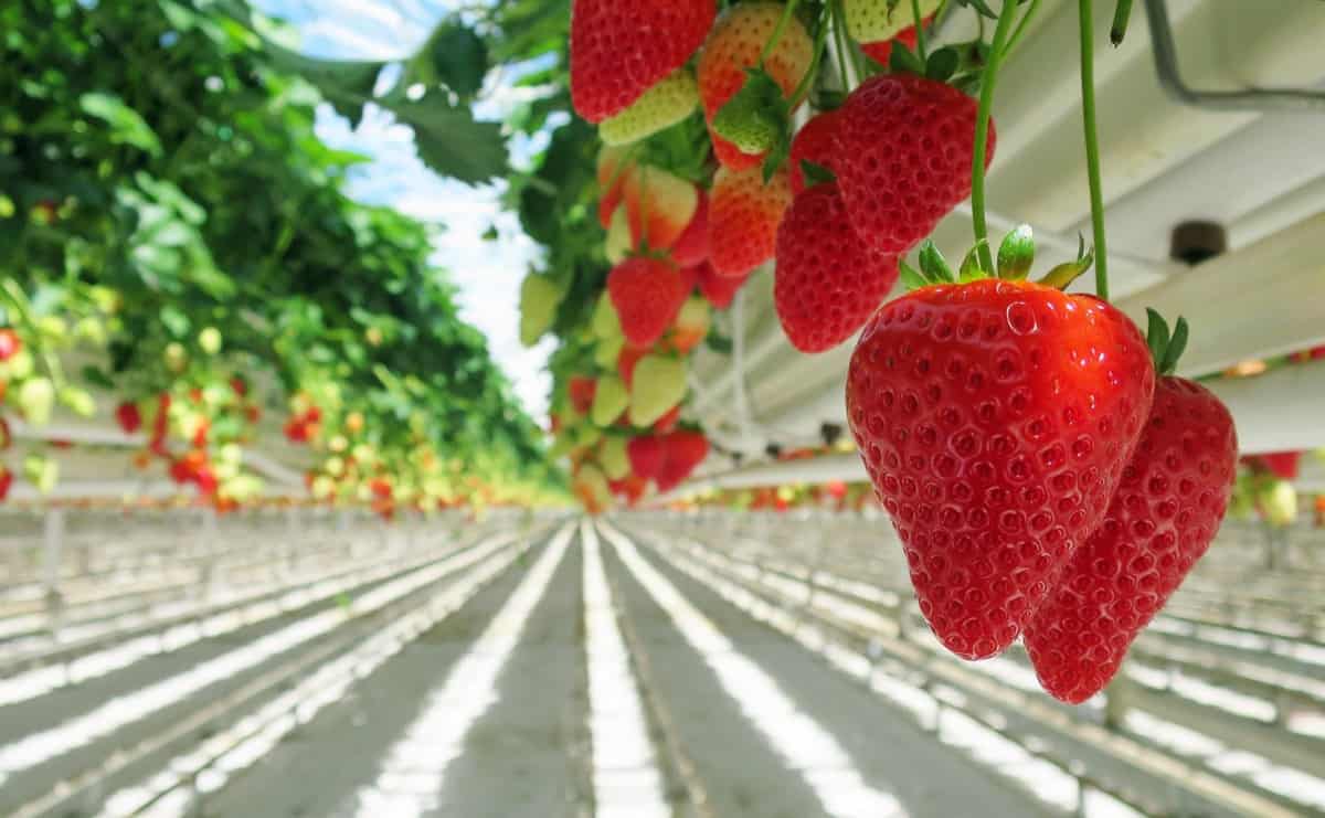 Growing Strawberries6 Kartofler, broccoli og blomstrende jordbær – forår i drivhuset
