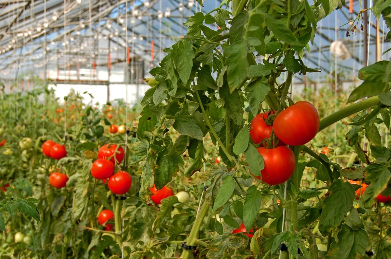 greenhouse tomatoes Hvornår kan man plante tomater i drivhus