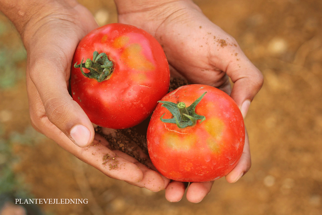 tomato plants Når du køber tomatplanter